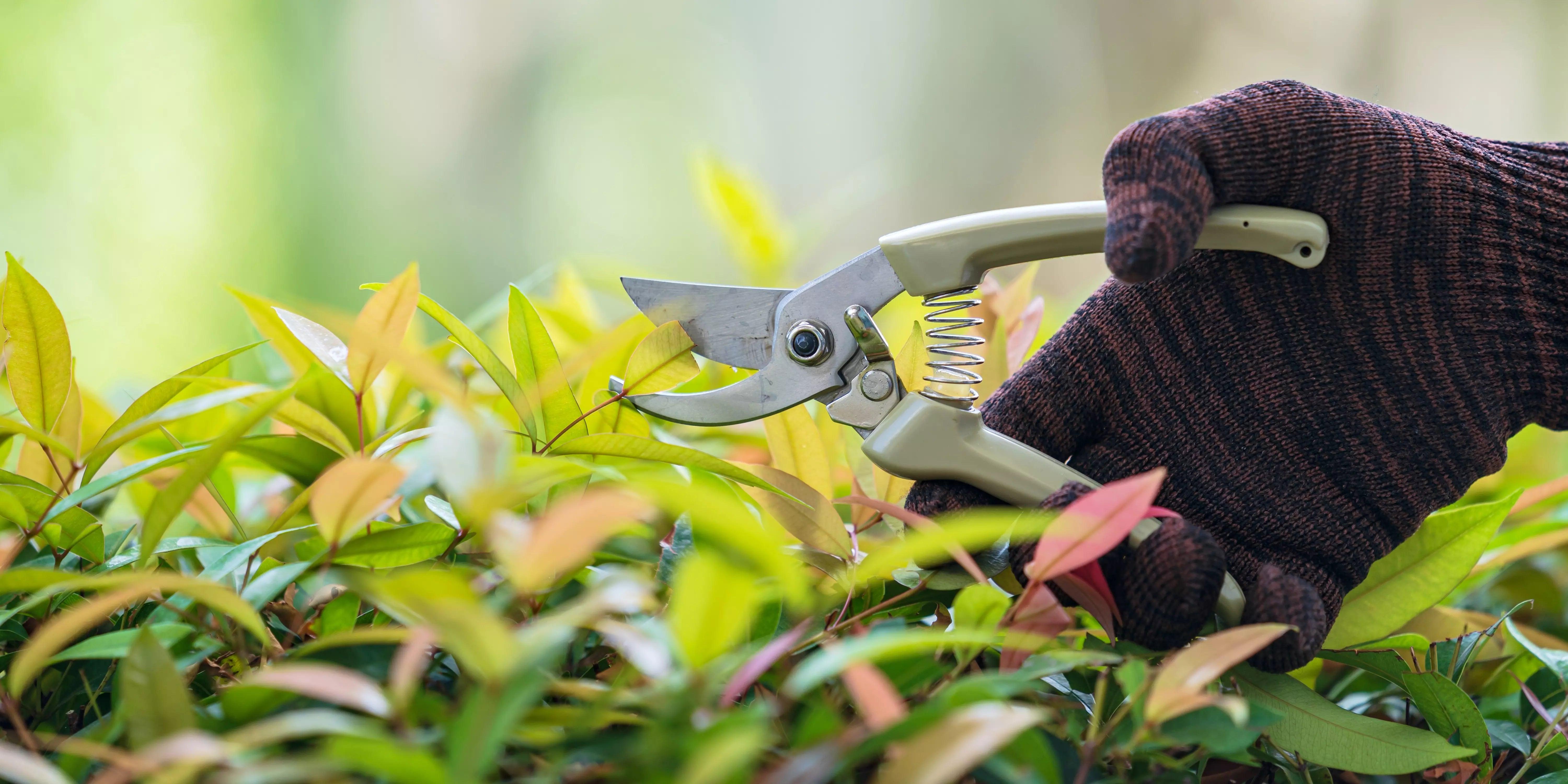 How to Use Pro Pruners Garden Shears for Maximum Efficiency: Expert Tips
